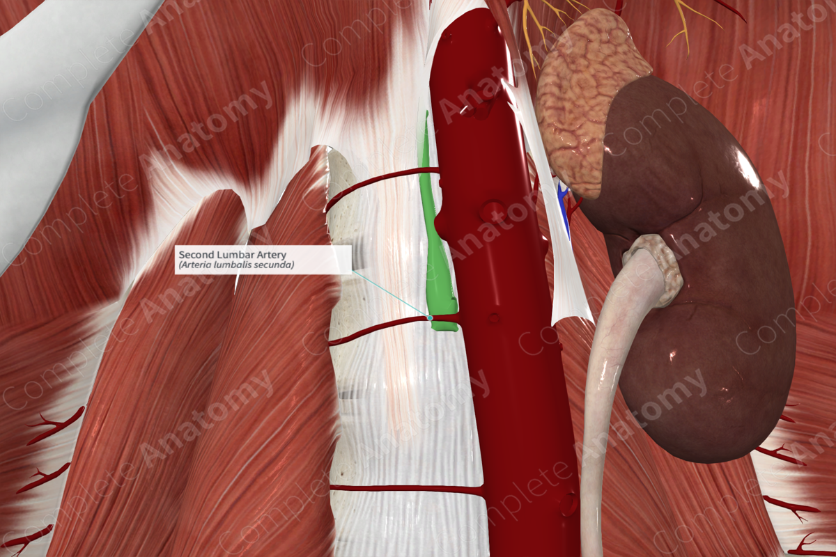 Second Lumbar Artery 
