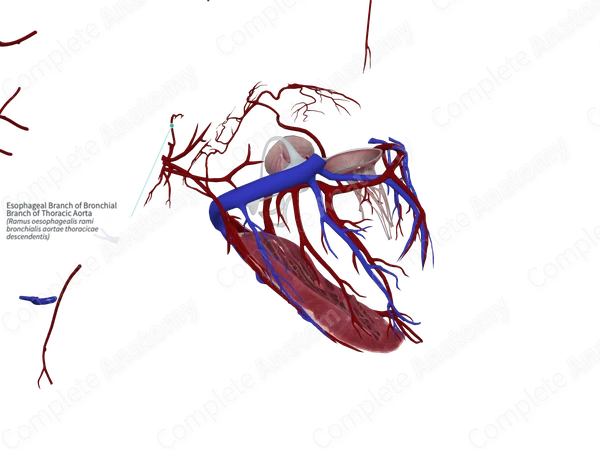 Esophageal Branch of Bronchial Branch of Thoracic Aorta