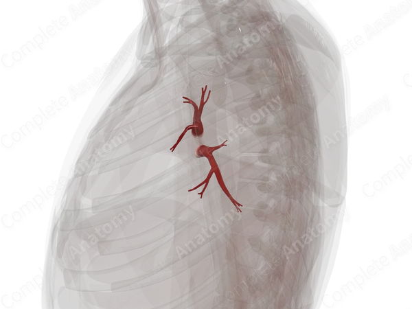 Pulmonary Veins of Left Lung