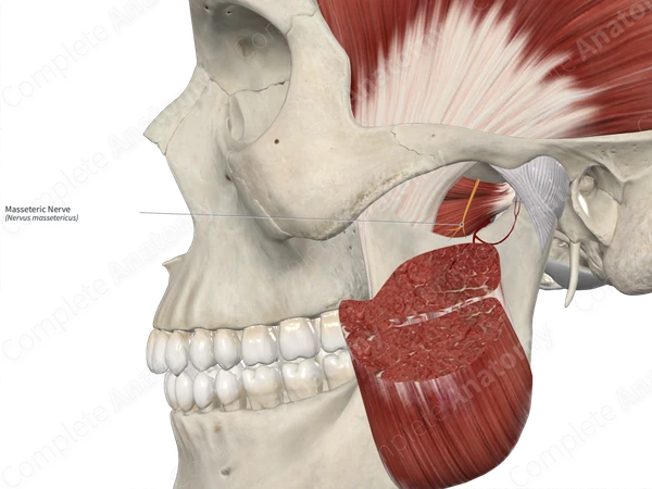 Masseteric Nerve 