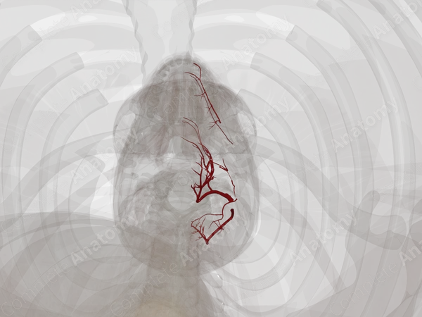 Arteries of Neck (Left)