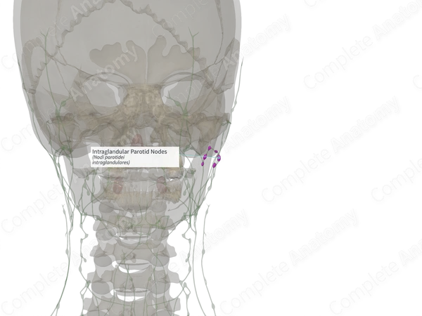 Intraglandular Parotid Nodes (Right)