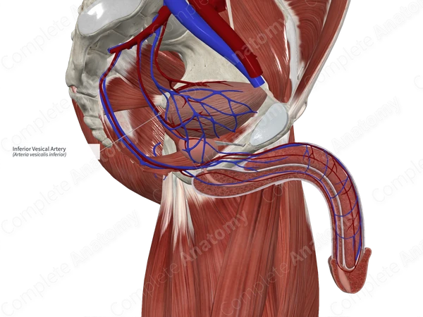 Inferior Vesical Artery 