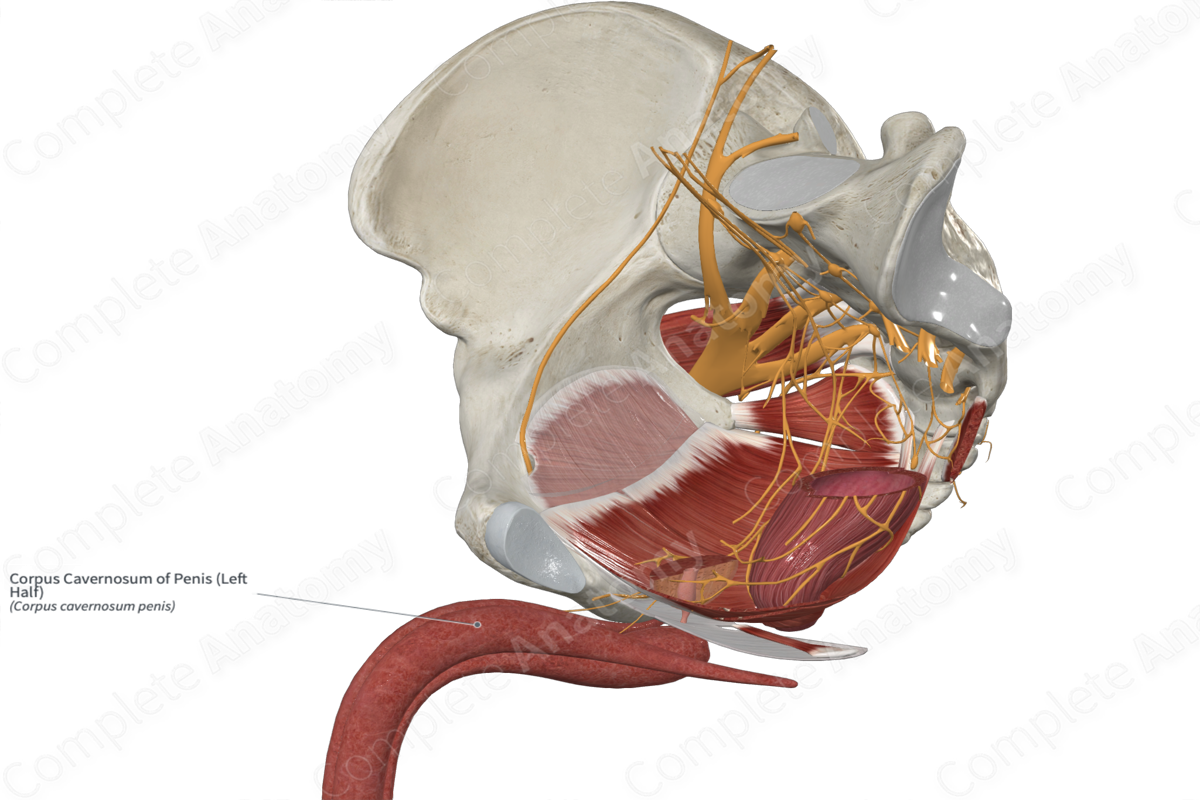 Corpus Cavernosum of Penis (Left Half)