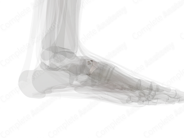 Cuneonavicular Joint (Left)