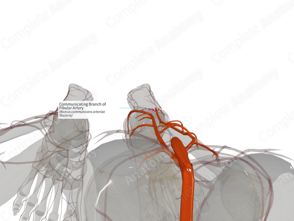 Communicating Branch of Fibular Artery (Right)