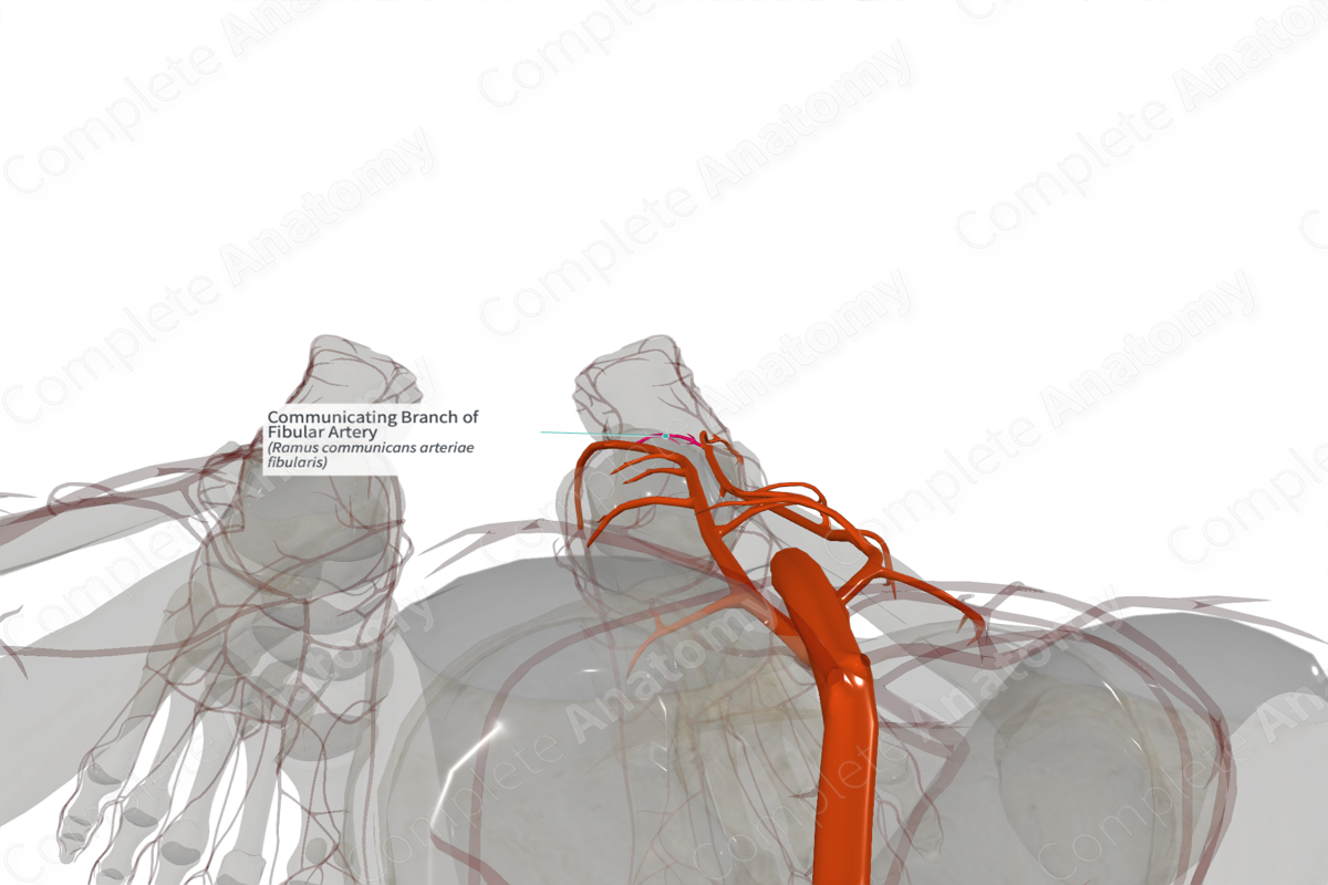 Communicating Branch of Fibular Artery (Right)