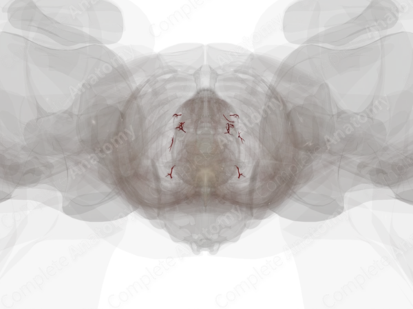 Arteries of Ureter
