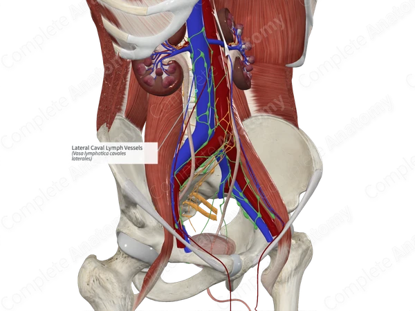 Lateral Caval Lymph Vessels