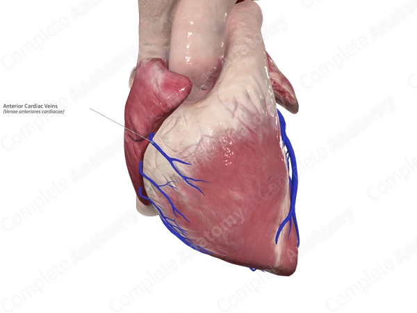 Anterior Cardiac Veins