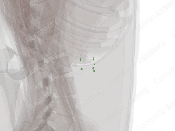 Pancreaticoduodenal Nodes