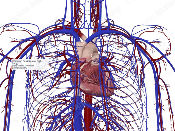 Common Basal Vein of Right Lung