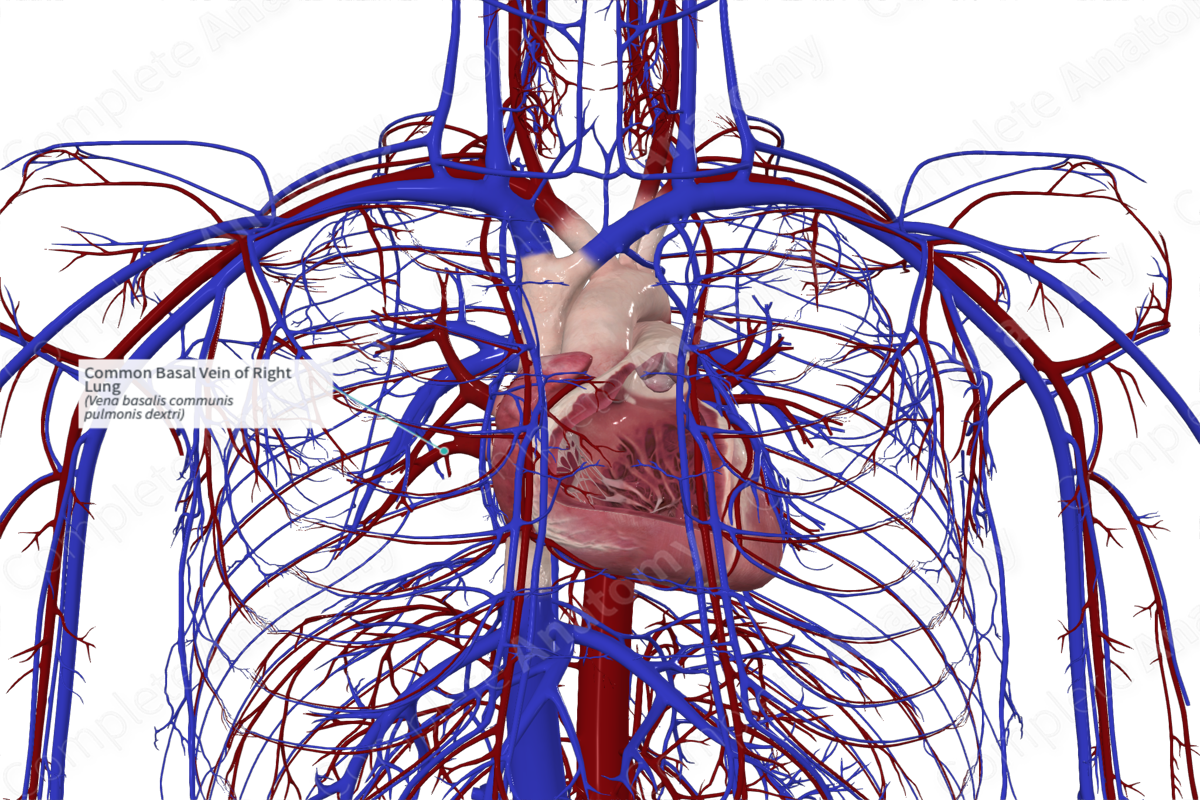 Common Basal Vein of Right Lung