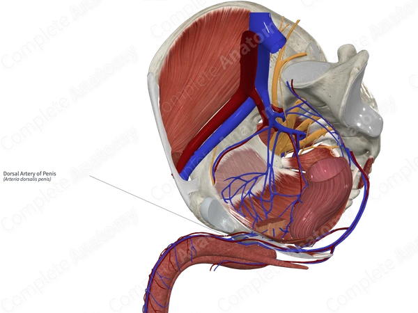 Dorsal Artery of Penis