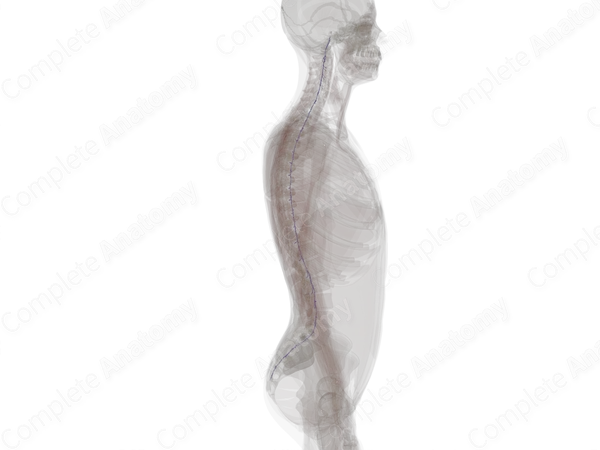 Anterior Internal Vertebral Venous Plexus