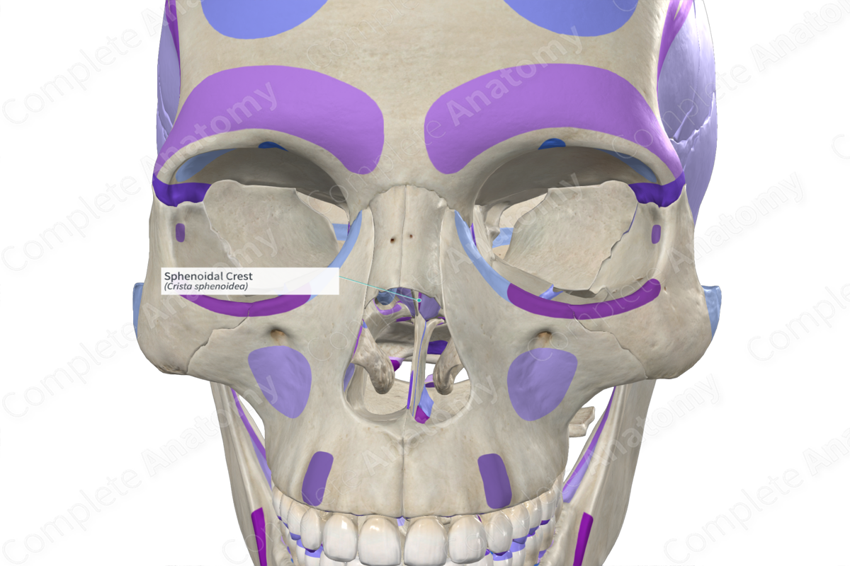 Sphenoidal Crest | Complete Anatomy