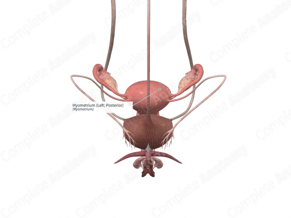Myometrium (Left; Posterior)