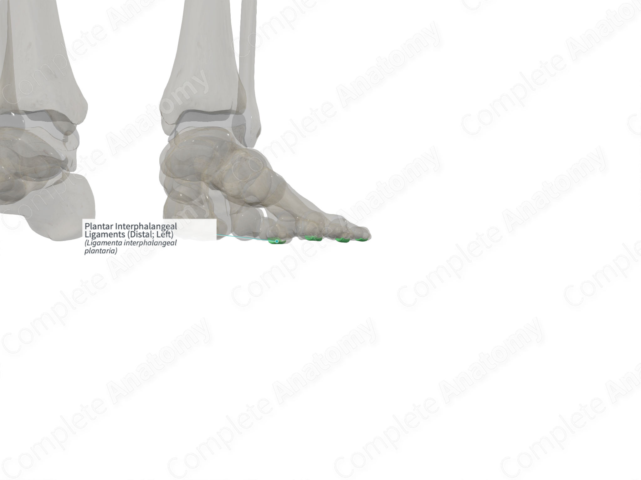 Plantar Interphalangeal Ligaments (Distal; Left) | Complete Anatomy