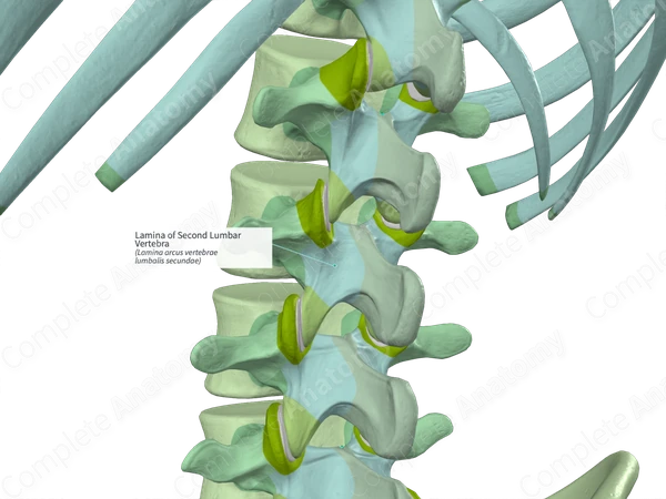 Lamina of Second Lumbar Vertebra (Left)