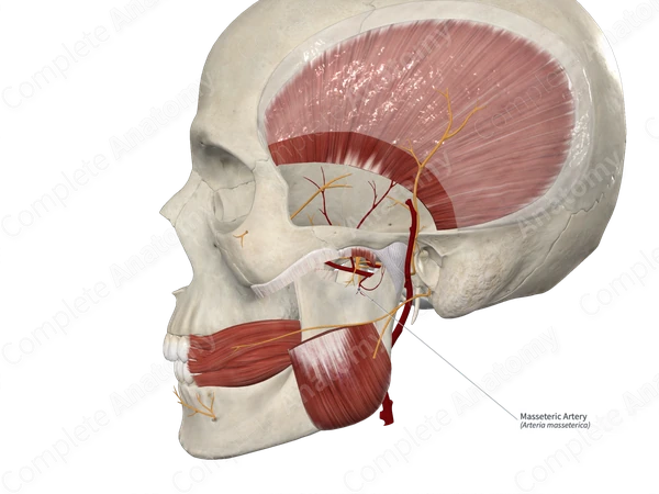 Masseteric Artery 