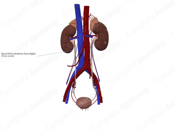 Renal Pelvis (Anterior Part; Right)