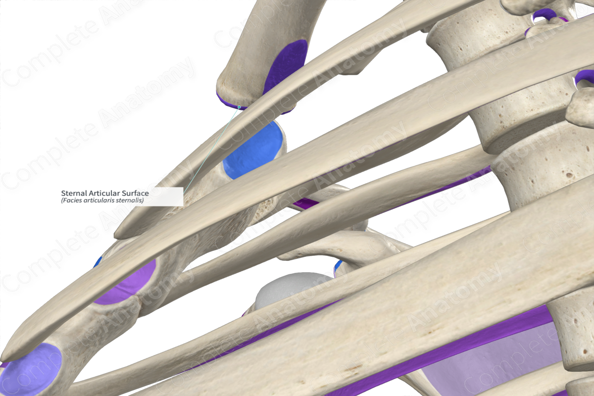 Sternal Articular Surface Complete Anatomy