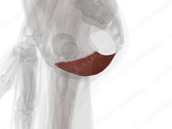 Levator Ani (Left Half)