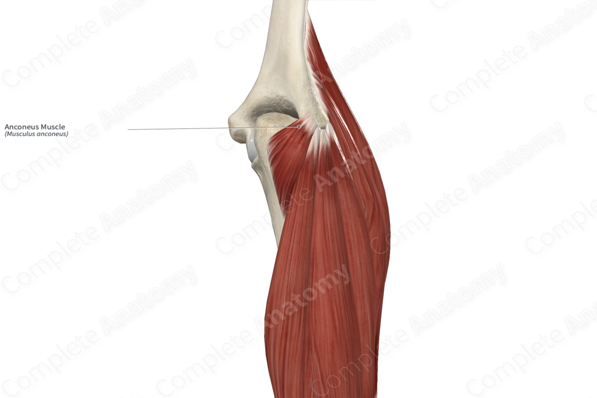 Anconeus Muscle 