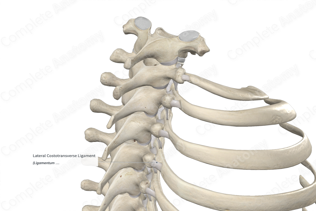 Lateral Costotransverse Ligament 