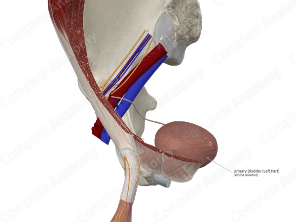 Urinary Bladder (Right Part)