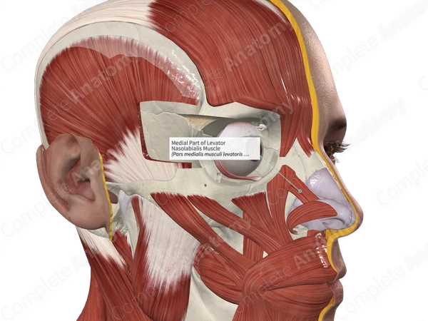Medial Part of Levator Nasolabialis Muscle