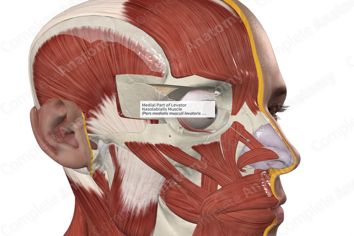 Medial Part of Levator Nasolabialis Muscle 