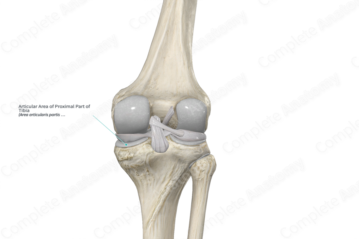 Articular Area of Proximal Part of Tibia 