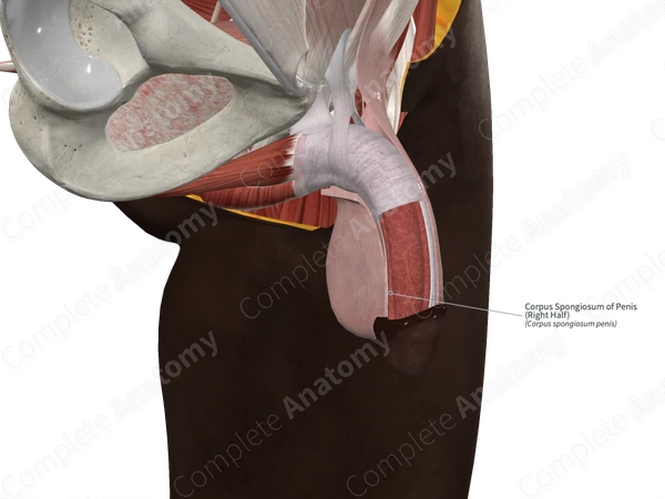 Corpus Spongiosum of Penis (Right Half)