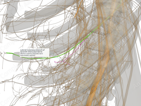 Lateral Cutaneous Branch of Seventh Intercostal Nerve (Left)