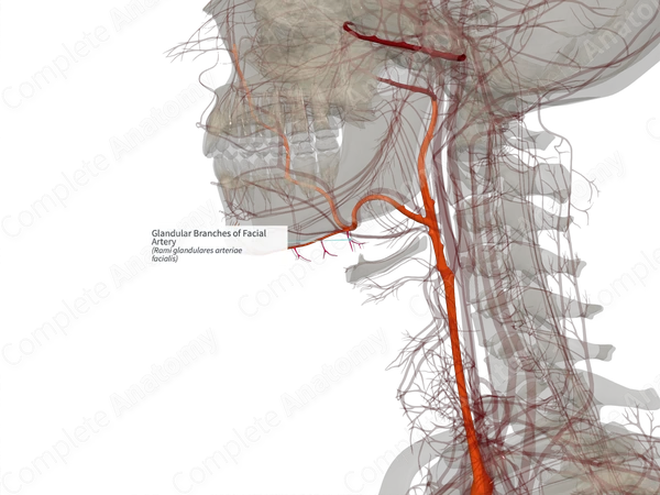 Glandular Branches of Facial Artery (Right)