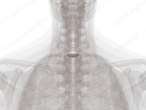 Intervertebral Disc (C7-T1)
