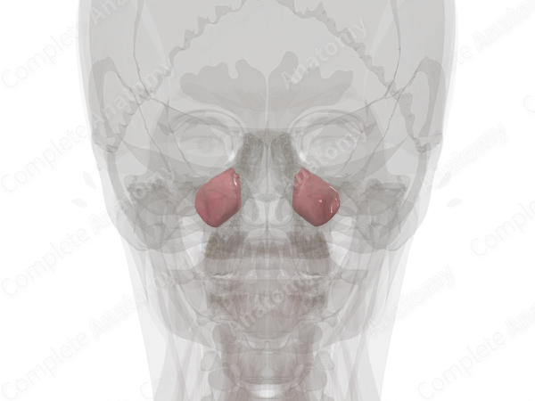 Maxillary Sinus