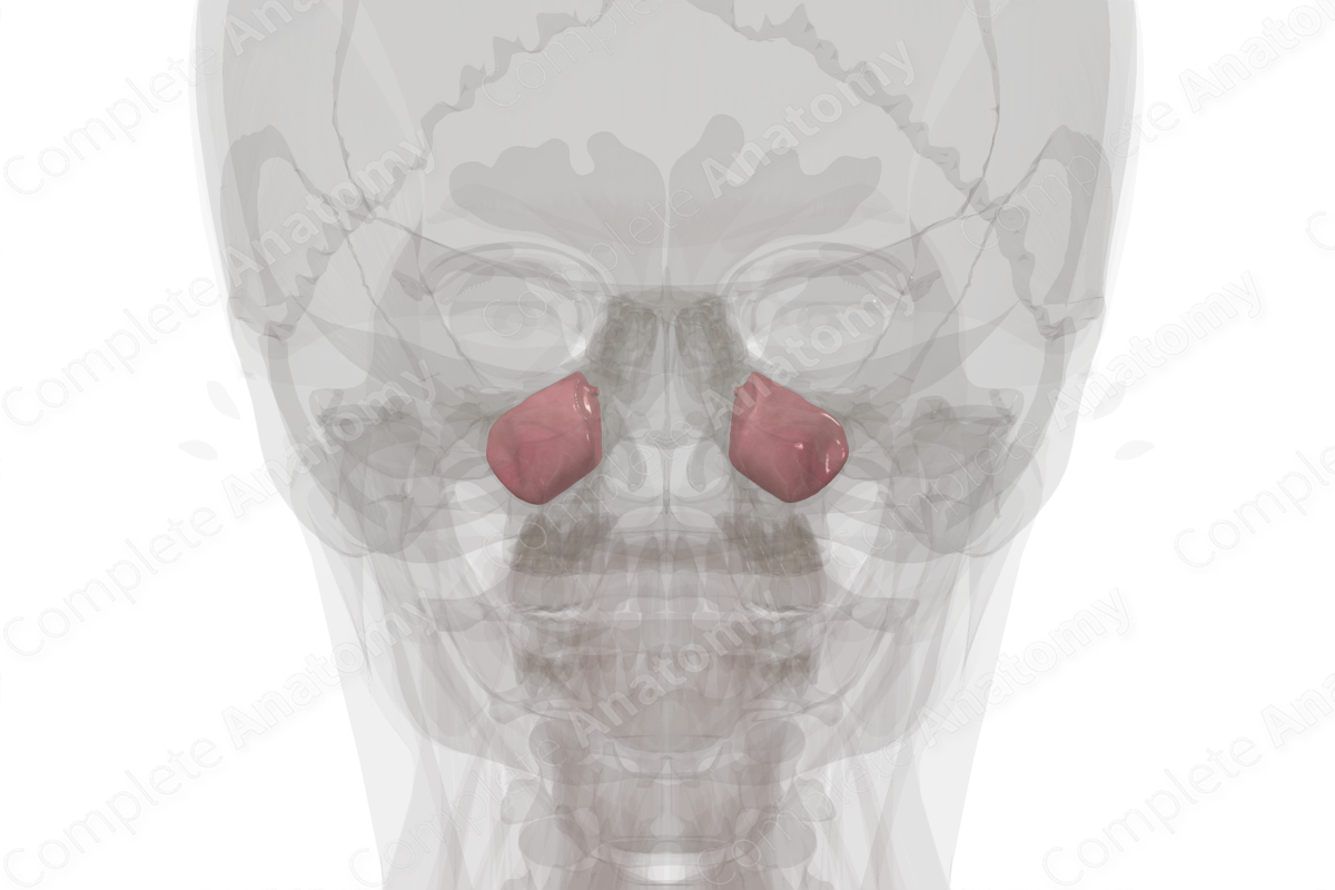 Maxillary Sinus