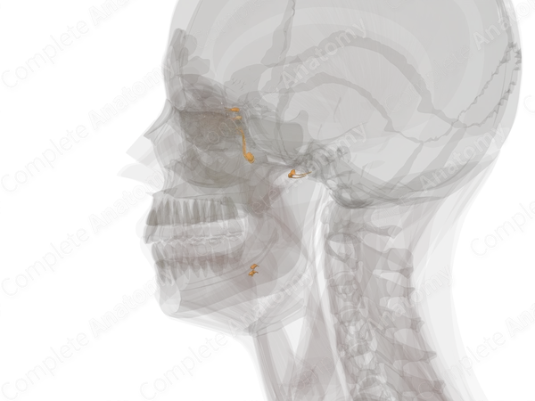 Cranial Part of Autonomic Division