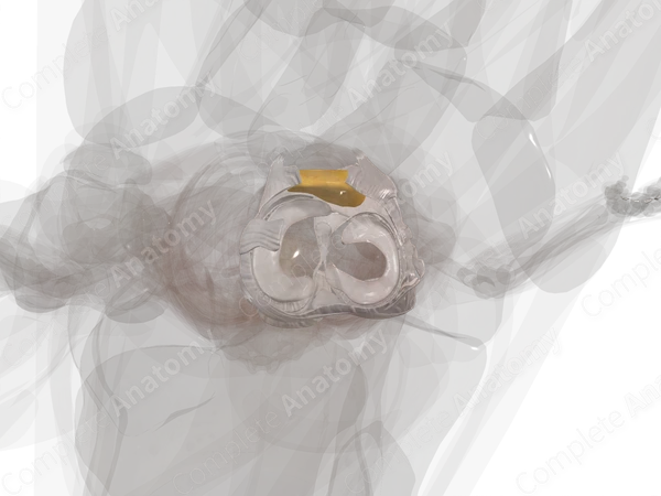 Knee Joint (Left)