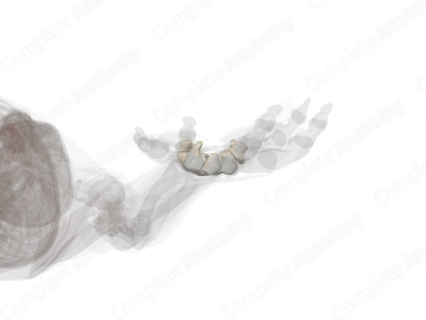 Carpal Bones (Left)
