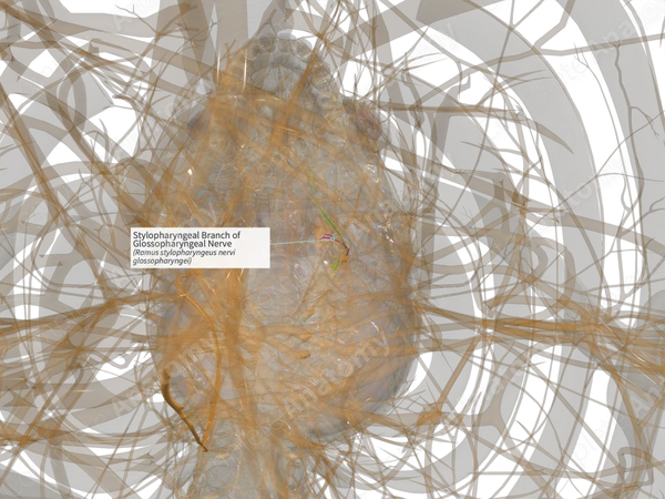 Stylopharyngeal Branch of Glossopharyngeal Nerve (Right)