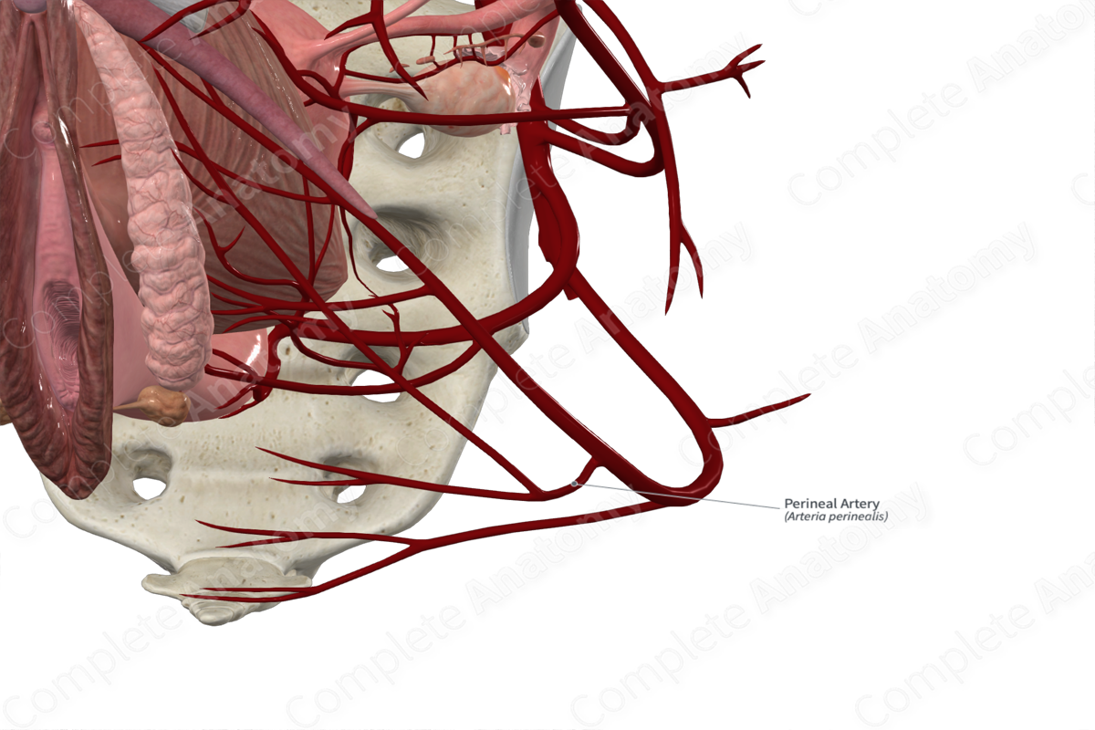 Perineal Artery 