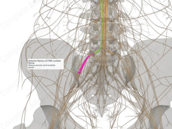 Anterior Ramus of Fifth Lumbar Nerve (Left)