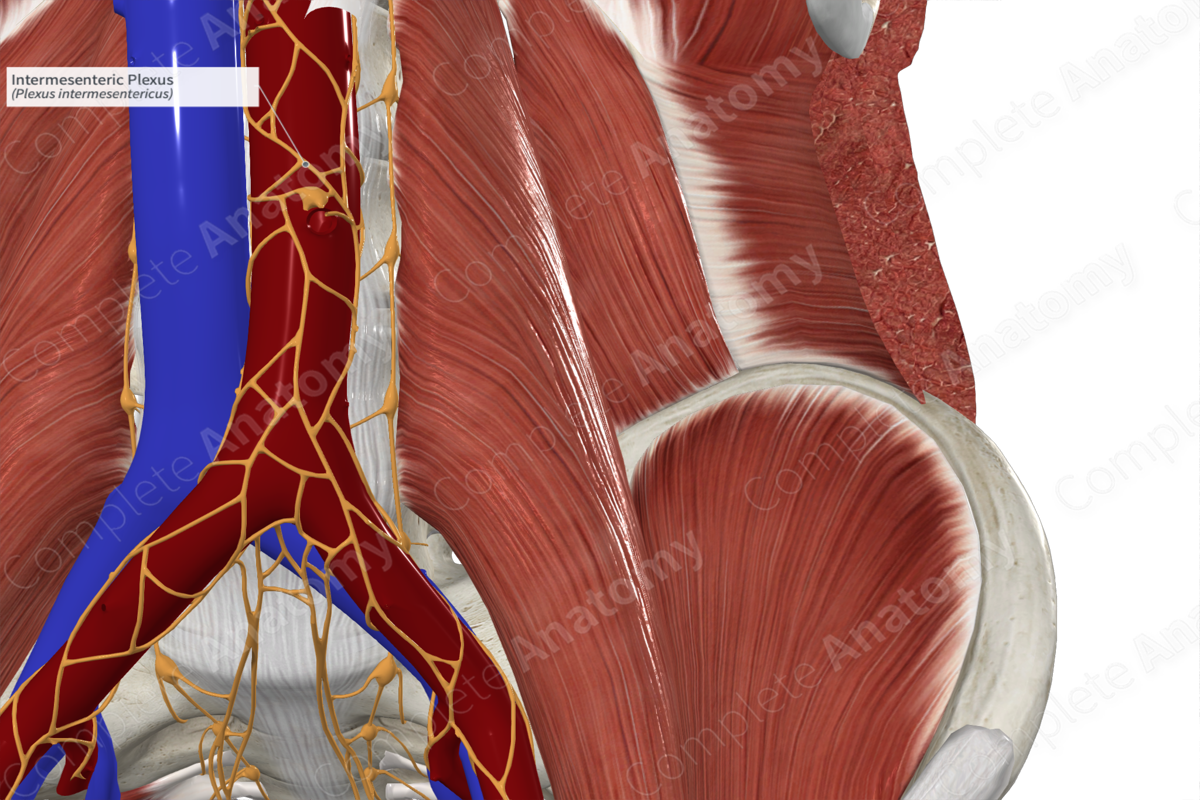 Intermesenteric Plexus