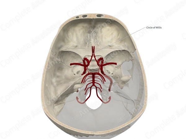 Anterior Communicating Artery