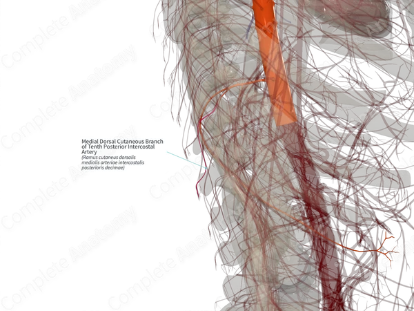 Medial Dorsal Cutaneous Branch of Tenth Posterior Intercostal Artery (Right)