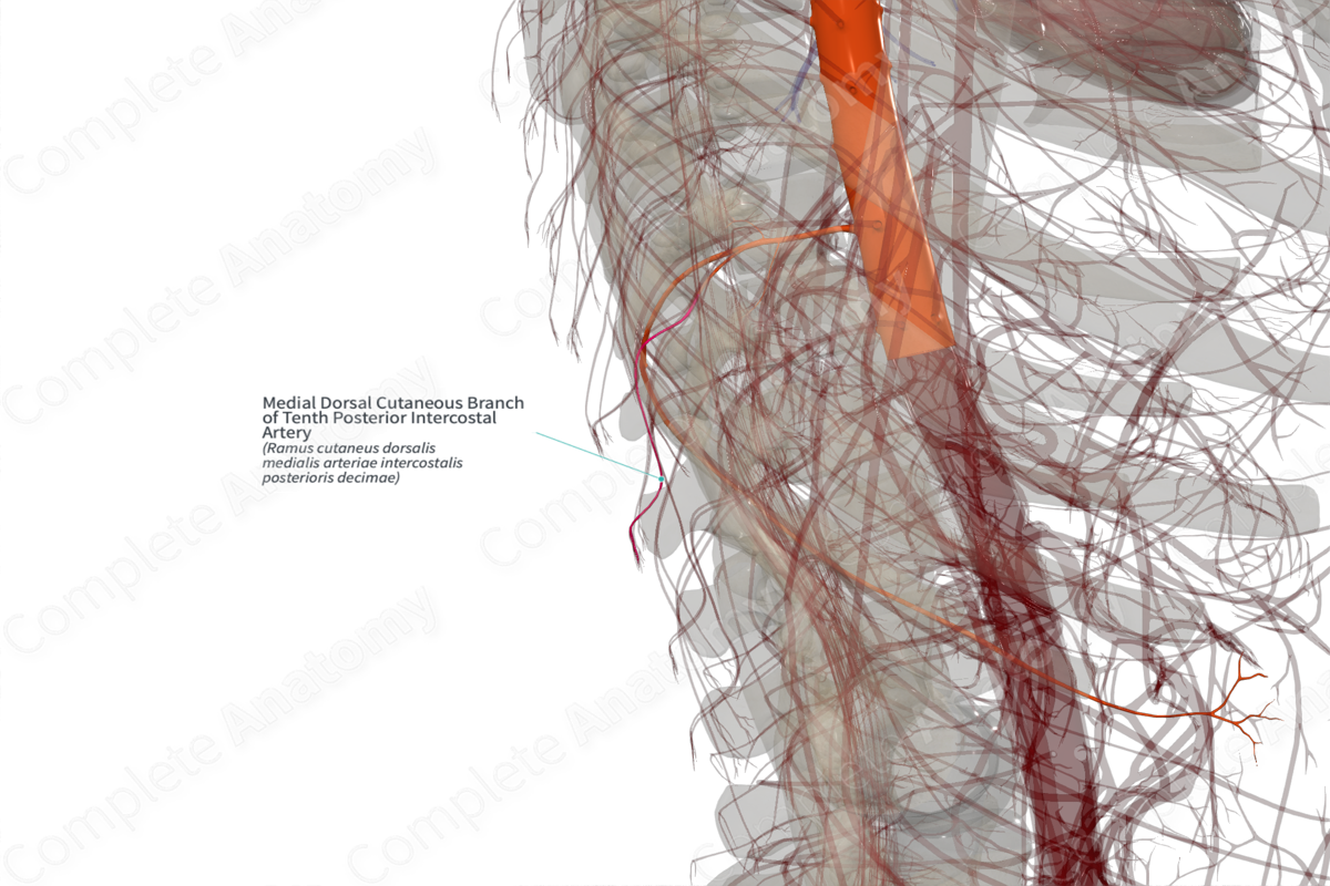 Medial Dorsal Cutaneous Branch of Tenth Posterior Intercostal Artery (Right)