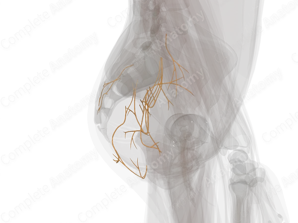 Nerves of Gluteal Region (Left)
